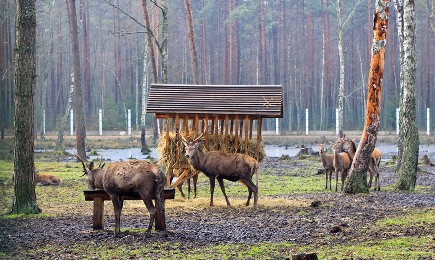 Камин беловежская пуща фото